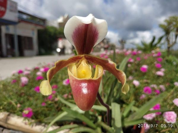 Cây giống hai cooci rừng nghệ an