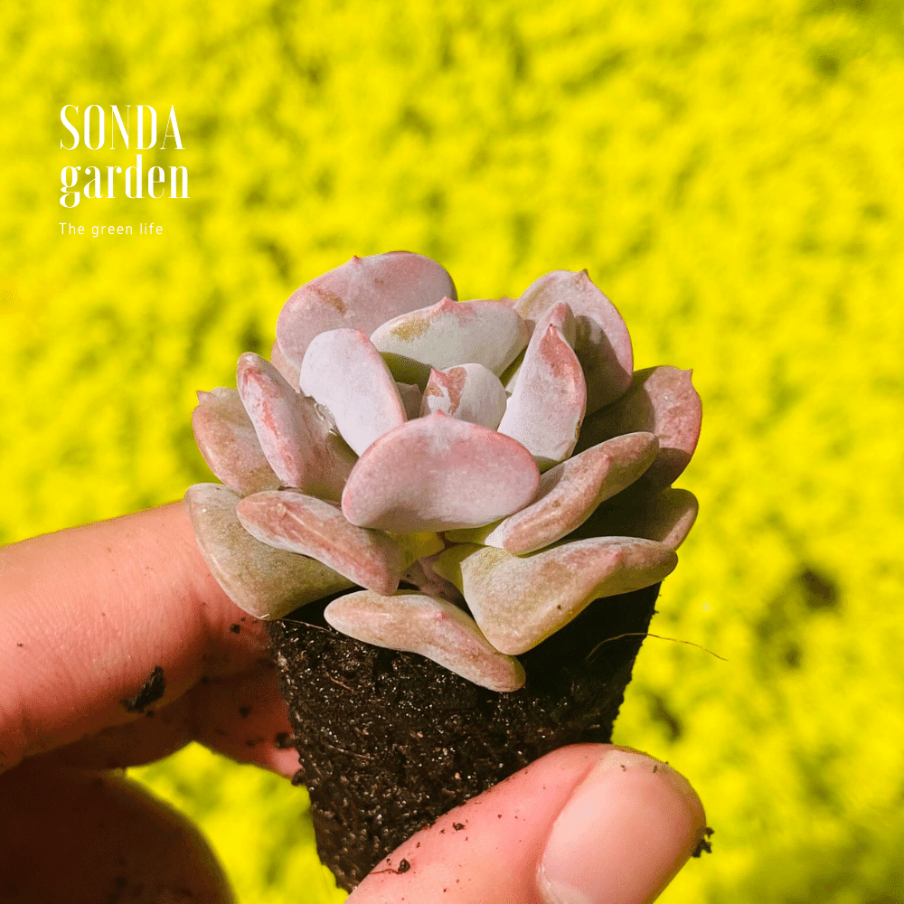 SEN ĐÁ CÚC TÍM SIZE MINI LỖI 1 ĐỔI 1