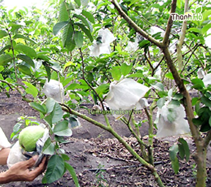 100 Túi Bao Ổi, Xoài, Bơ, Na 15x20cm Túi Dùng Nhiều Lần