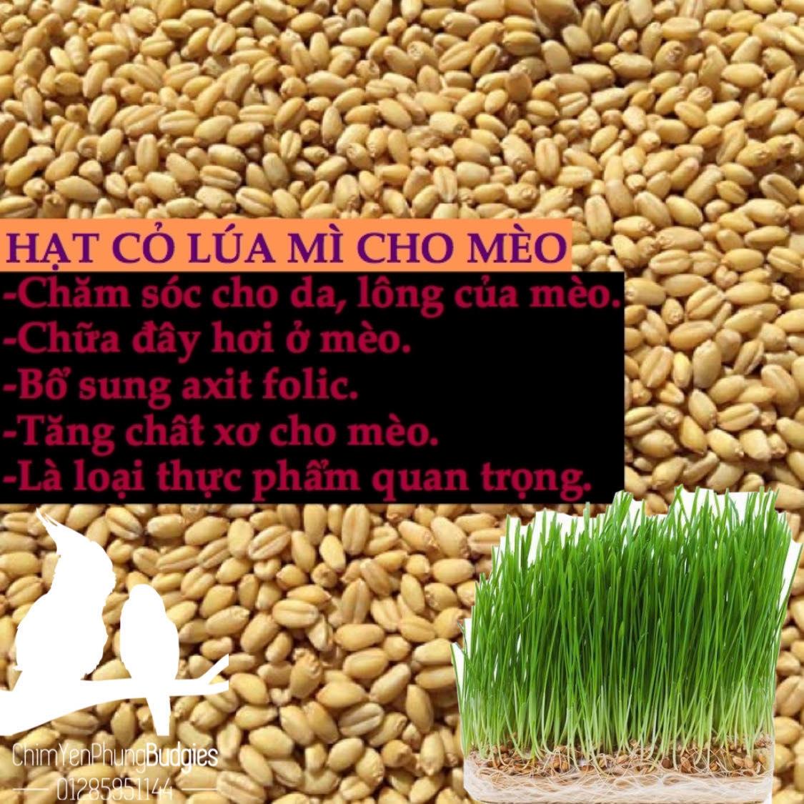 500Gr hạt lúa (thóc) [Paddy Seeds] cho Gà Kiểng, Chim Cảnh hoặc ươm mầm.