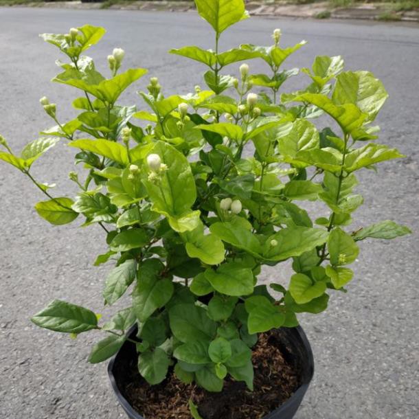 Cây Hoa Lài Ta cánh kép hay Lài trà (đang hoa) cây đẹp giống F1