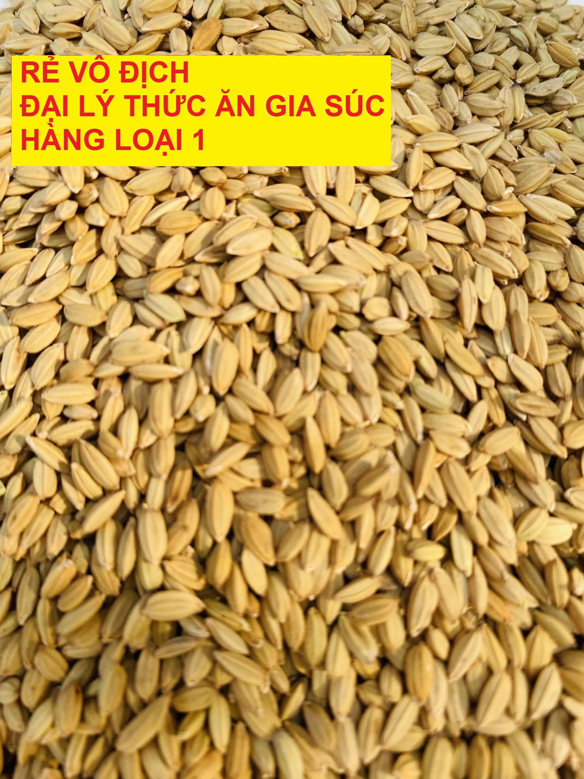 Lúa Tiêu Ruột Đỏ Hạt Nhỏ - Giá Sỉ Khi Mua Lẻ