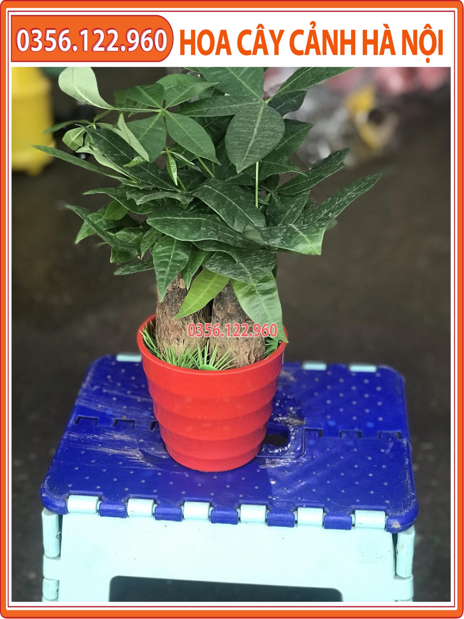 Chậu cây kim ngân để bàn 3 thân