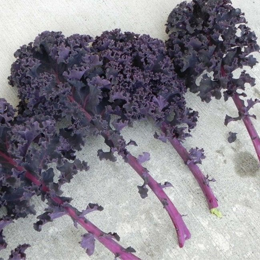 Hạt Giống Cải Xoăn Kale Tím Italy (Kale Đỏ) Dễ Trồng, Năng Suất Cao, Thu Hoạch Bền Lâu
