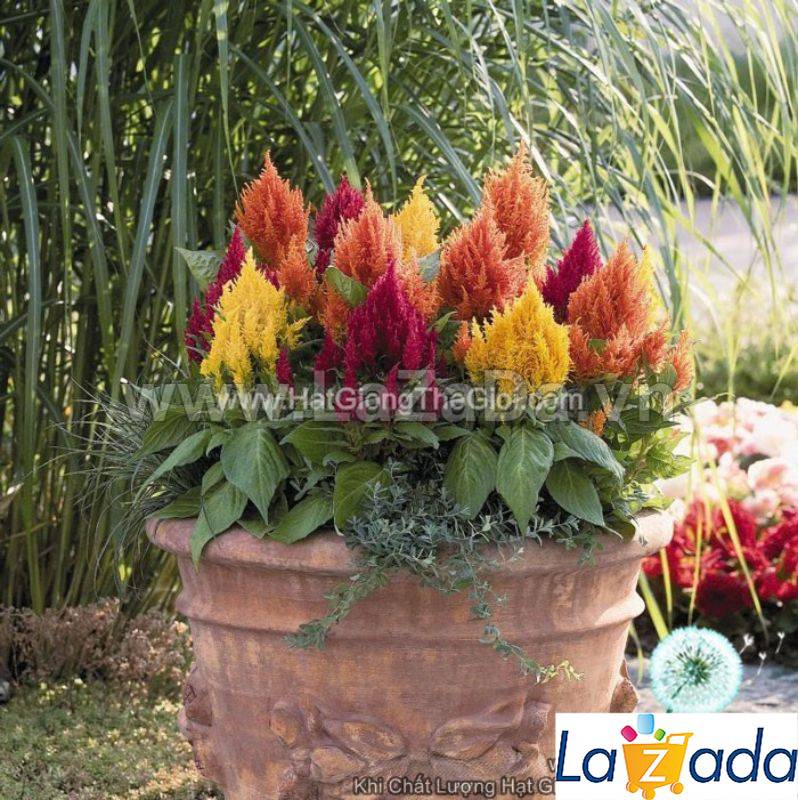 0.2Gr 250.HAT Hạt Giống Hoa Mào Gà Lửa Siêu Lùn 20cm Mix (KD| -KD: B20*V22*M234)