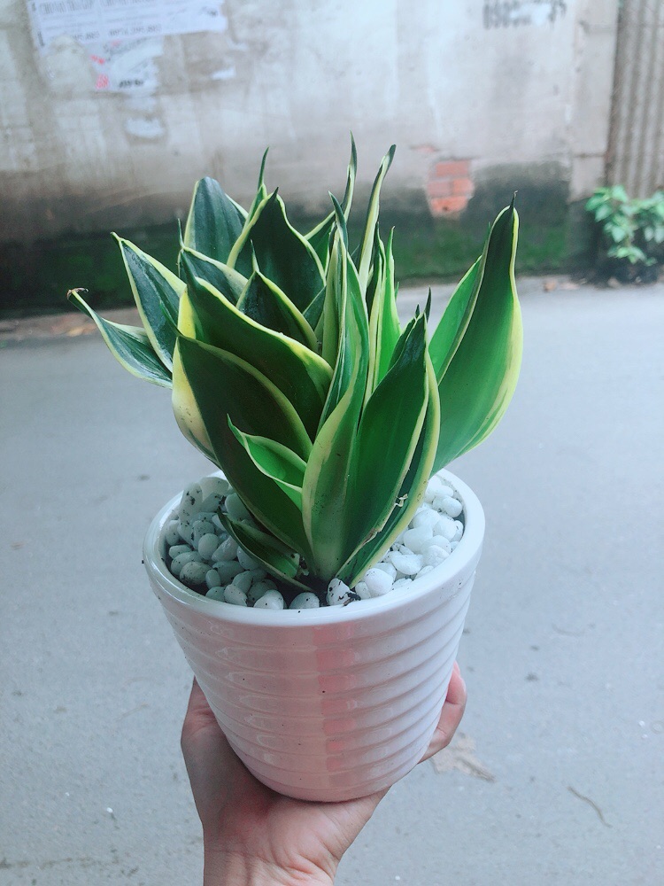 [HCM]Chậu Cây Lưỡi Hổ Thái