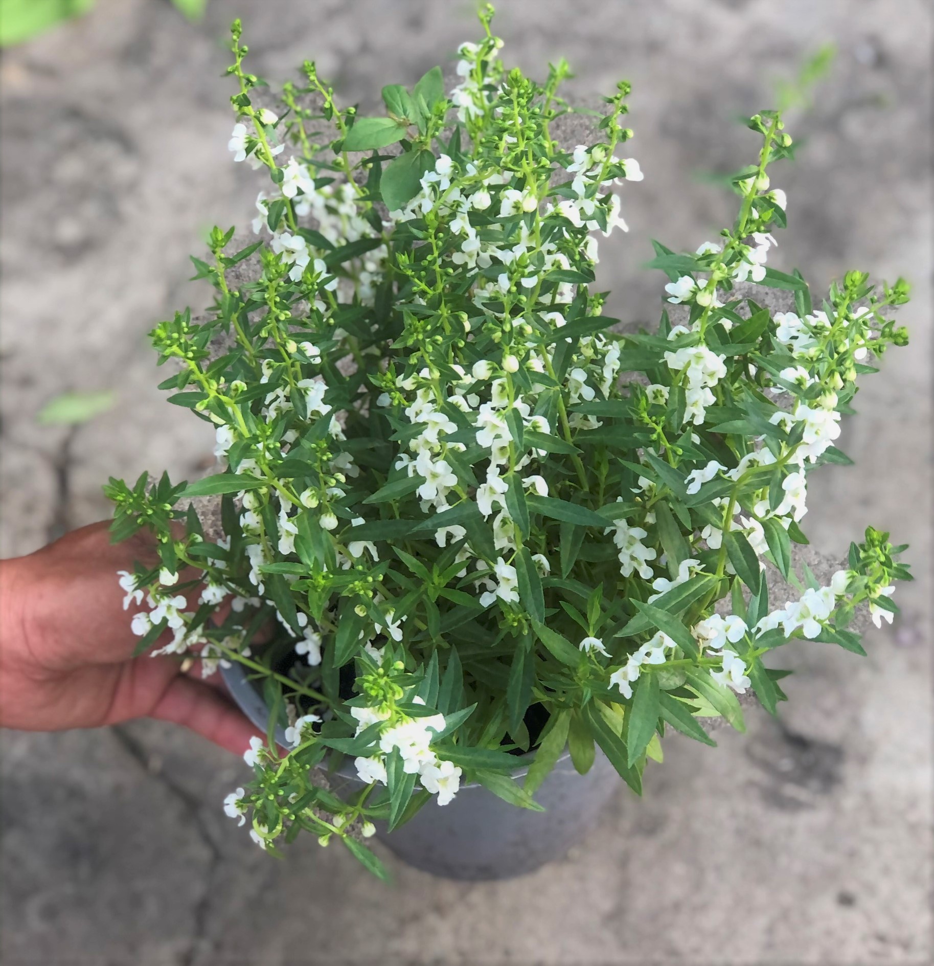 Cây Forget Me Not hoa màu trắng
