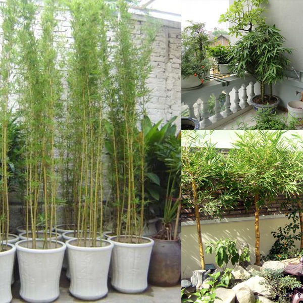 1 bầu CÂY GIỐNG TRÚC QUÂN TỬ,CAO 2M,CAM KẾT GIỐNG CHUẨN LOẠI 1