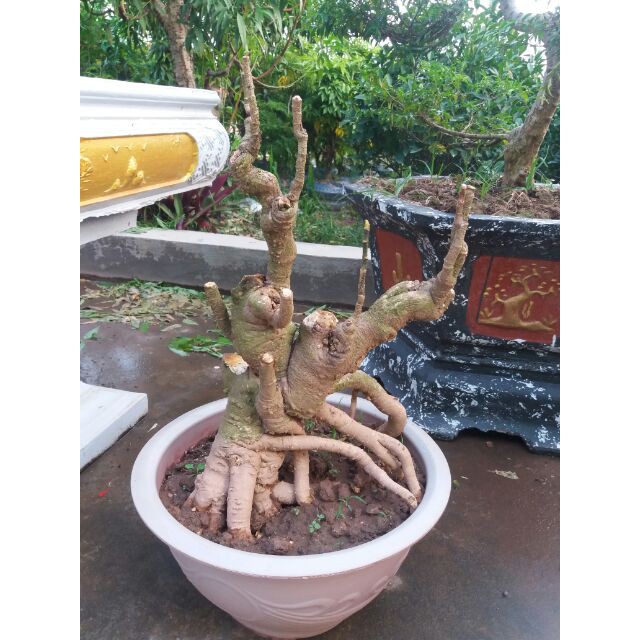 Đinh Lăng Bonsai - Đinh Lăng nếp (lá nhỏ)