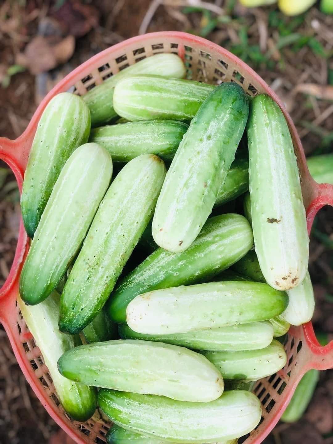 Hạt giống dưa chuột nếp