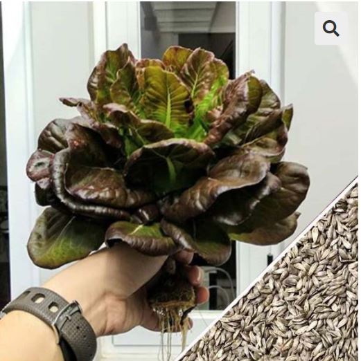 [HCM]Hạt Giống Xà lách Red Romaine -gói 2gram