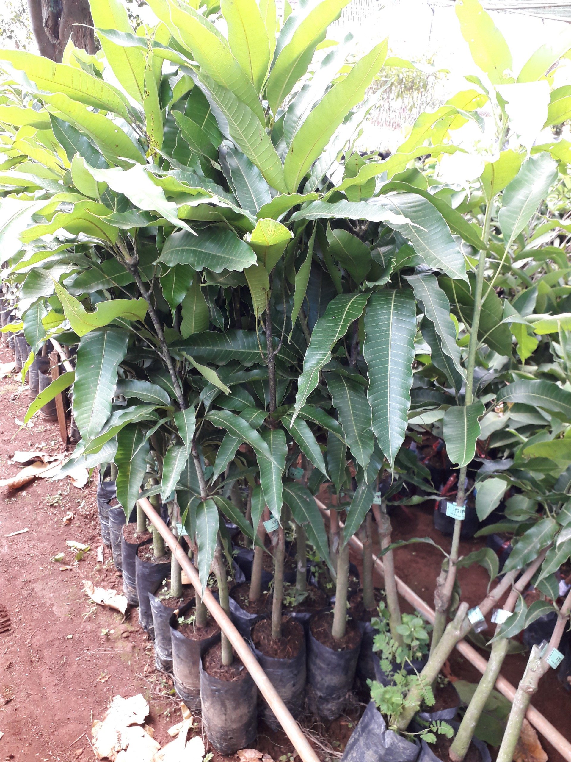 Cây giống xoài thanh ca cao hơn 1m như hình trồng chậu được.