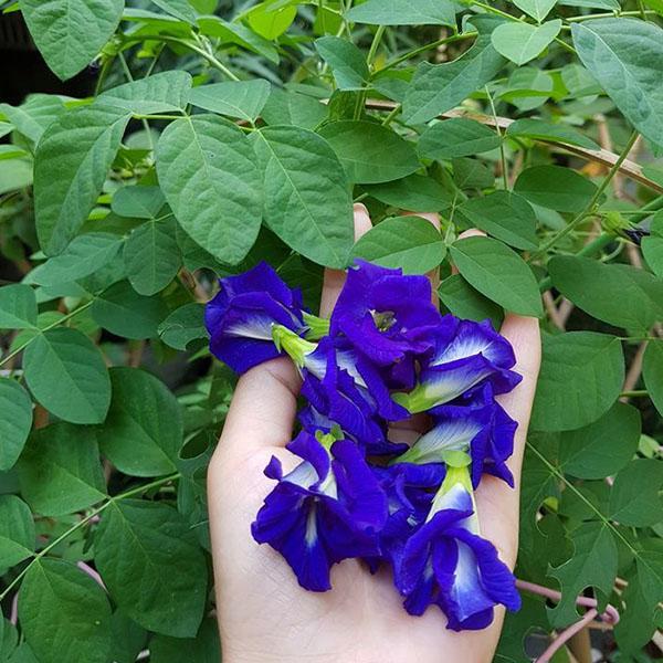 [Mới] - Hạt giống hoa đậu biếc  giá rẻ