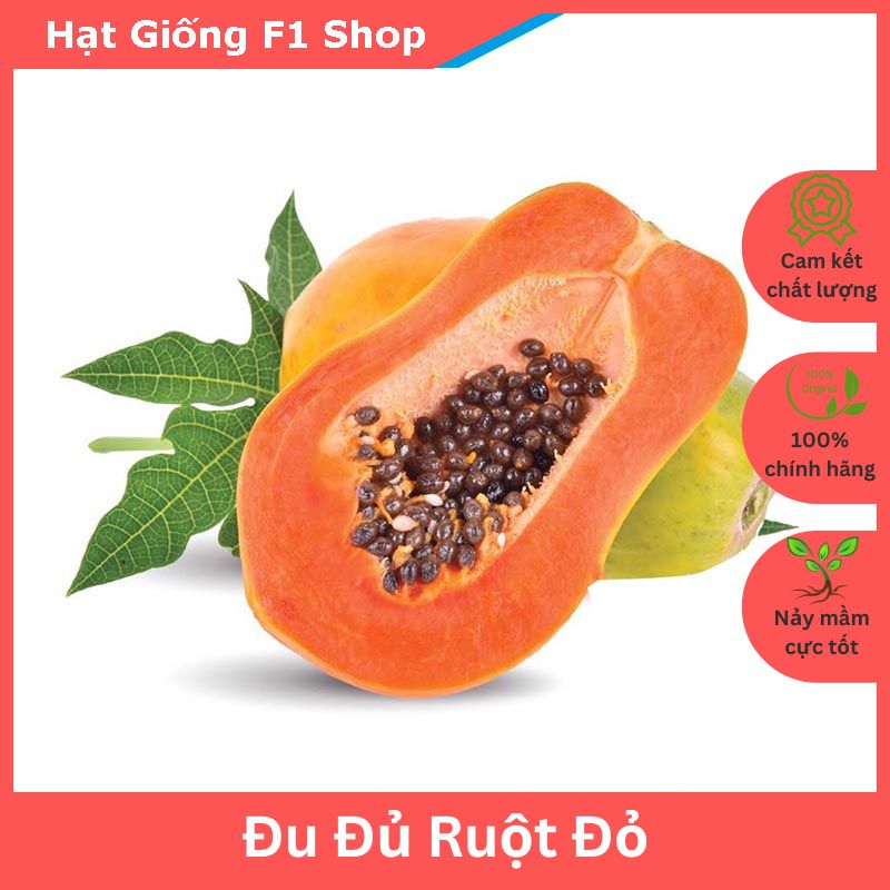 Hạt Giống Đu Đủ Ruột Đỏ Lai F1 Sai Trái