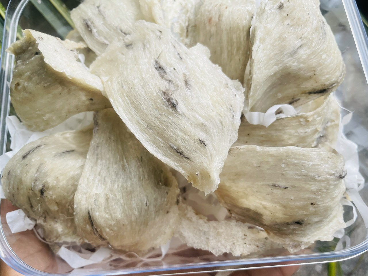 Tổ Yến thô nguyên chất