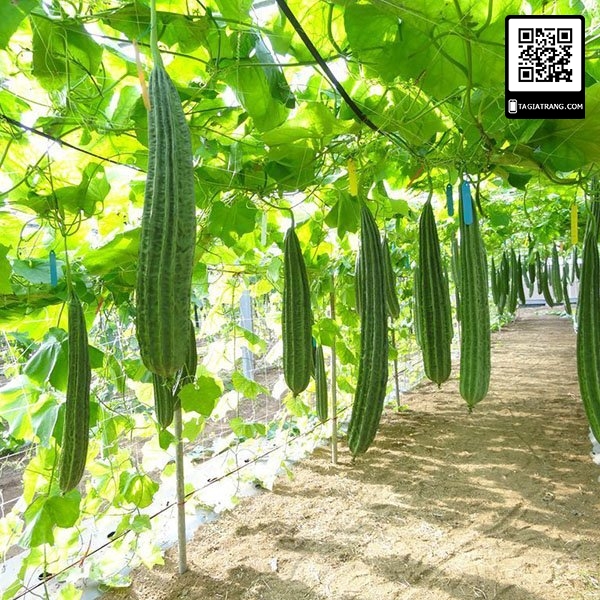 Hạt giống mướp khía