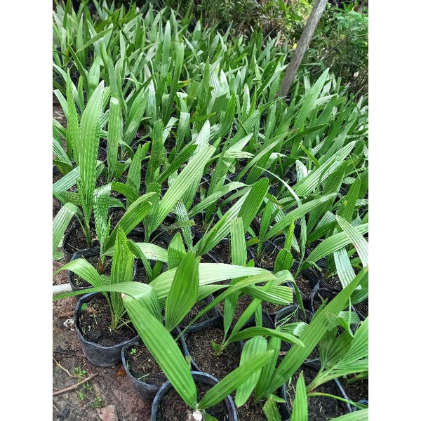 cây chà là giống