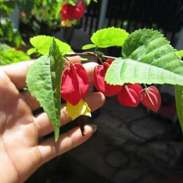 Cây hoa lồng đèn Hội An - Cây leo giàn đẹp có hoa rũ