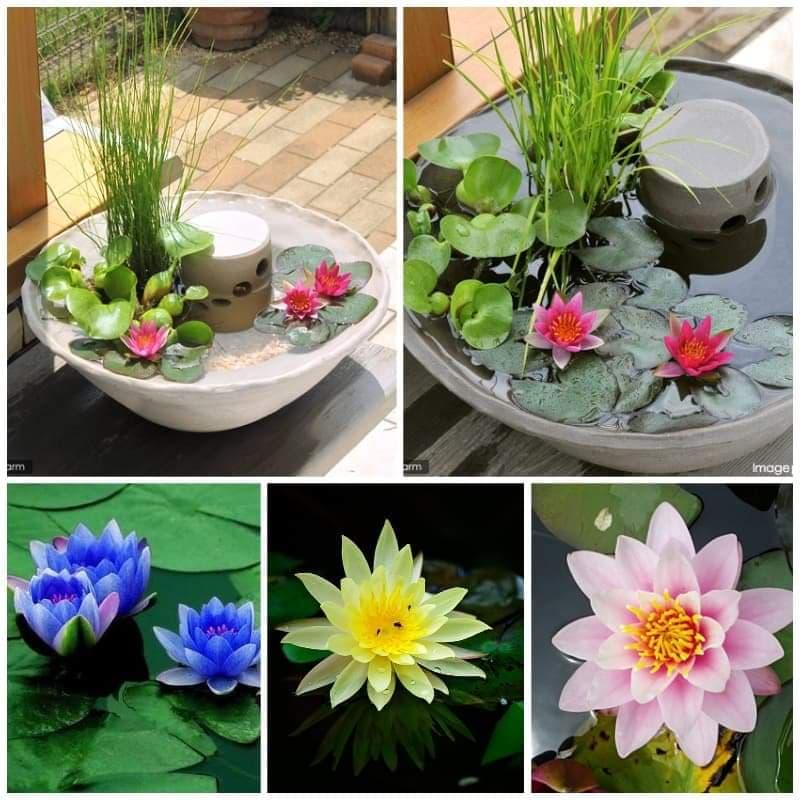 Combo bộ hạt giống sen mini nhật + tặng 2 hạt