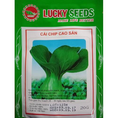 Hạt giống cải chíp