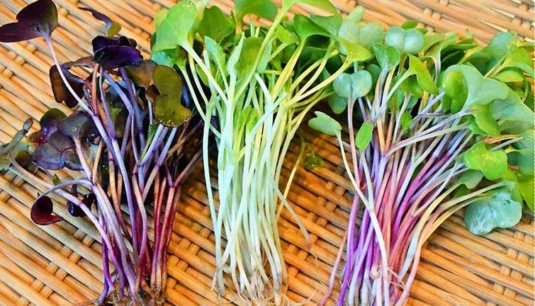 Hạt giống rau mầm củ cải đỏ - 30g