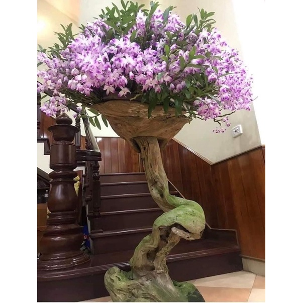 Hoa Lan hoàng thảo