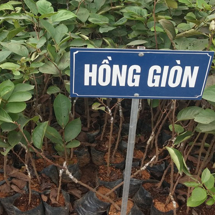 Giống Cây Hồng Giòn Nhật Bản ( 2 cây )