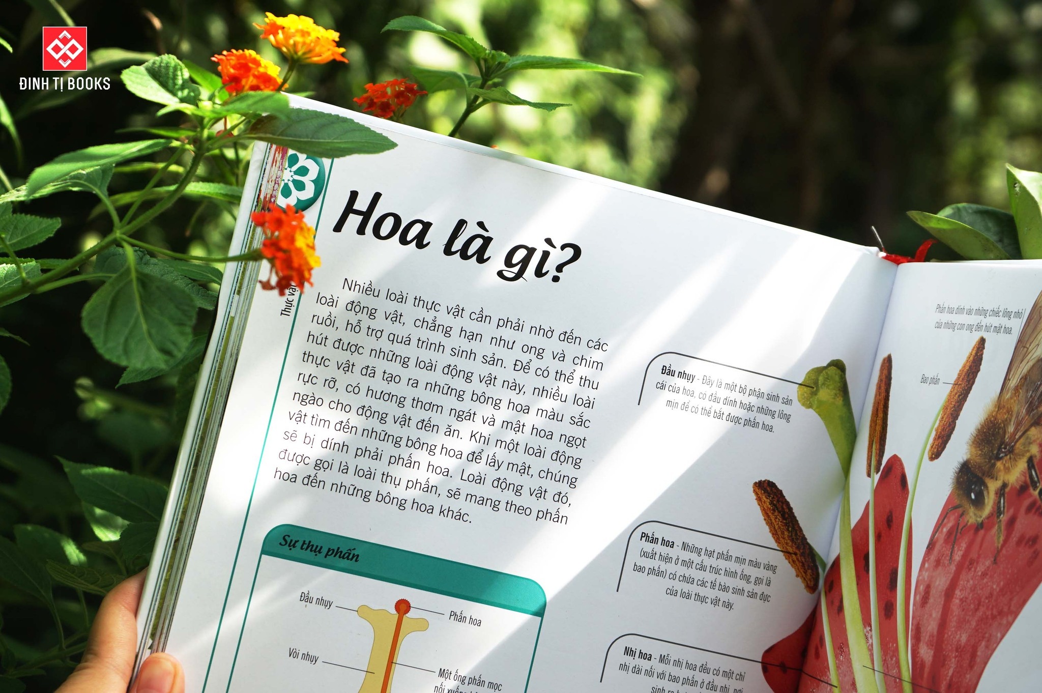 Cây, Lá, Hoa và Hạt