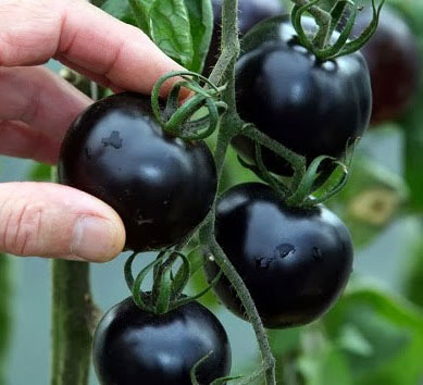 Gói 0.1GR hạt giống Cà Chua Bi Đen F1 SV 122 ( Cà chua Cherry)