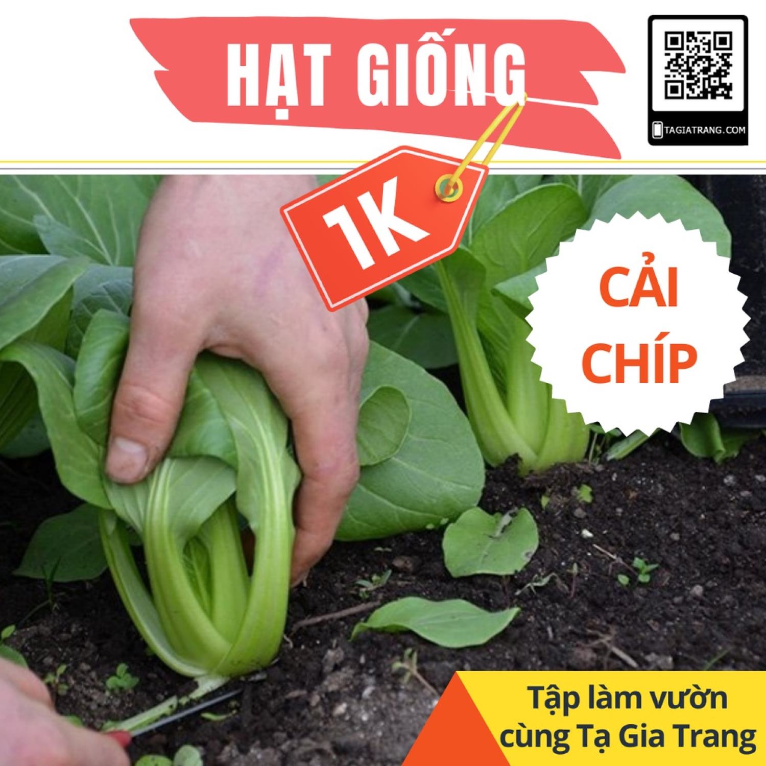 Ma29a deal 1k - 100 hạt giống rau cải chíp - tập làm vườn cùng tạ gia trang
