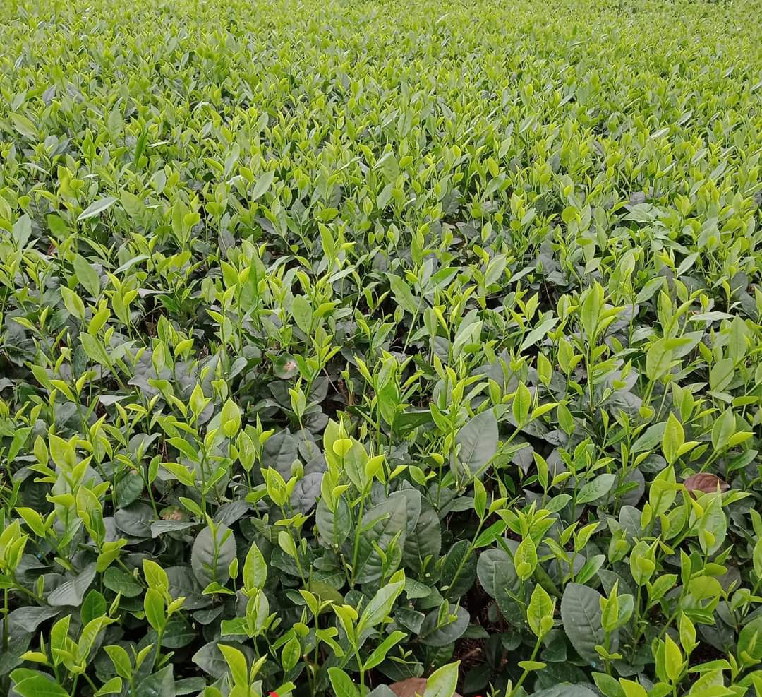 Trà Bắc Thái Nguyên -1kg ( Loại ngon nhất của shop)