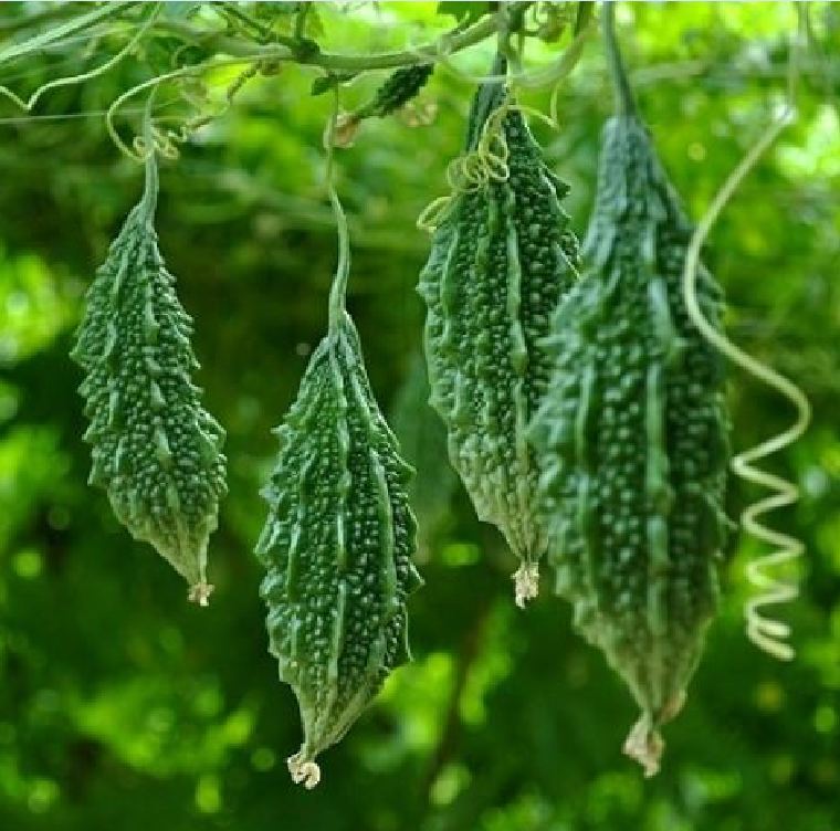 Hạt giống trái khổ qua rừng ( 20 hạt/gói )