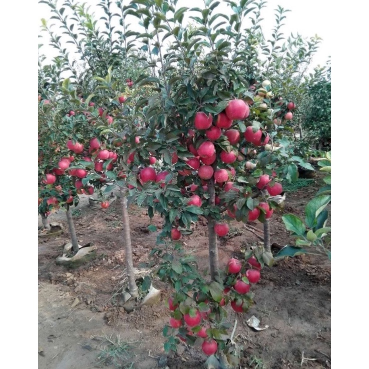 Cây giống táo lùn sớm cho trái (cây khỏe đẹp, bao đổi trả)
