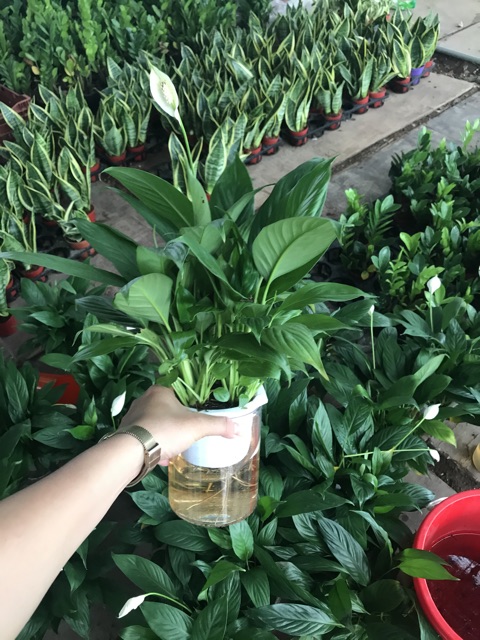 Chậu Lan Ý Thuỷ Canh