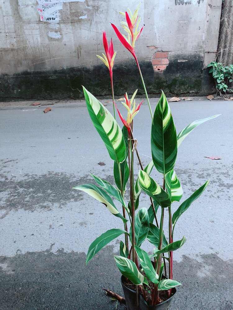 [HCM]Chuối Mỏ Két Size Đại