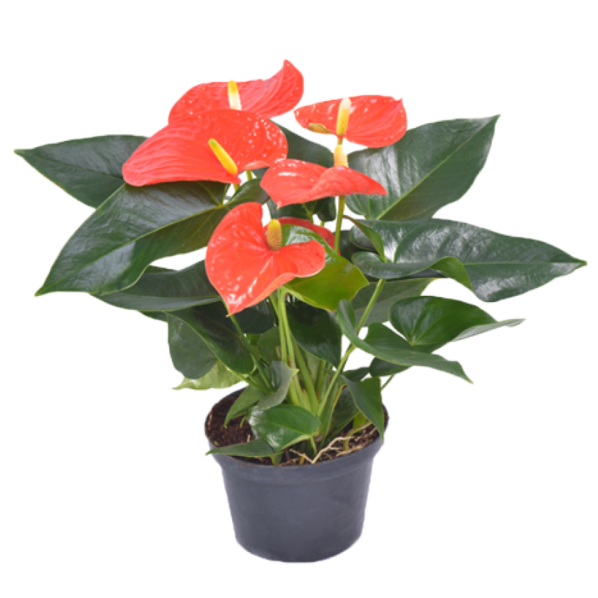 Chậu cây hồng môn Đỏ Đà Lạt