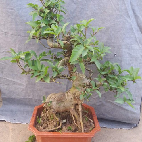 Cây sung bonsai để bàn