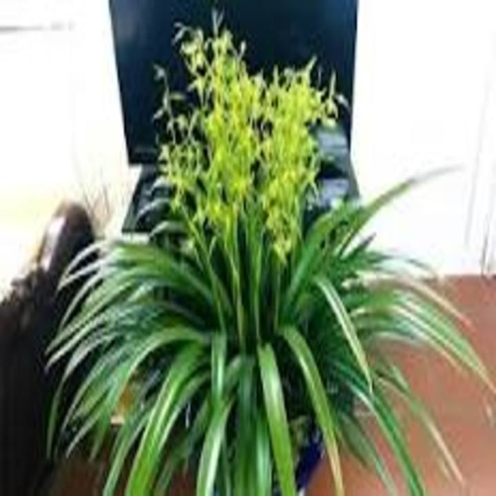 chậu địa lan HOÀNG KIM BẢO đỏ mặt hoa đẹp, bền màu, giá rẻ