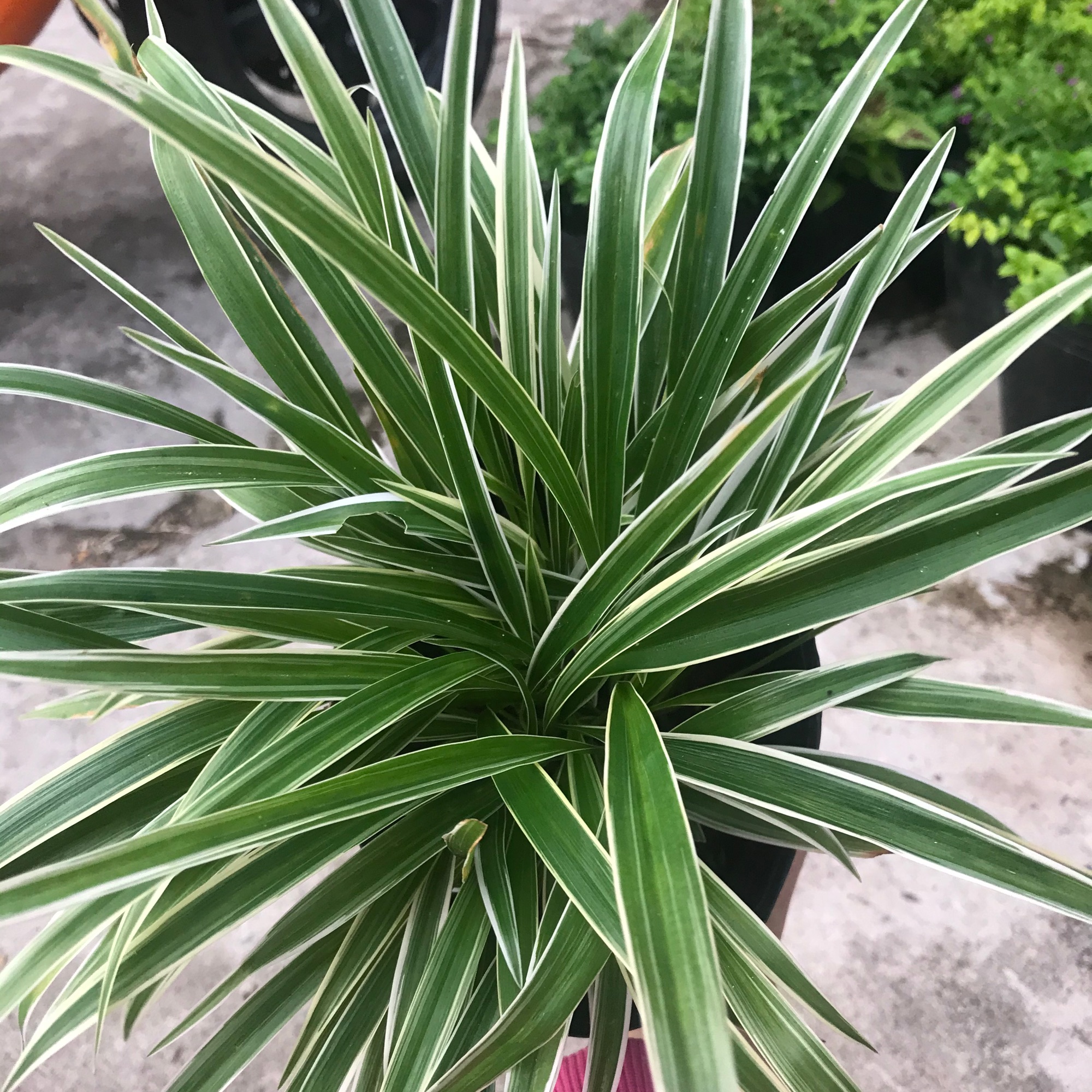 Cỏ lan chi + tặng phân bón cho cây khỏe