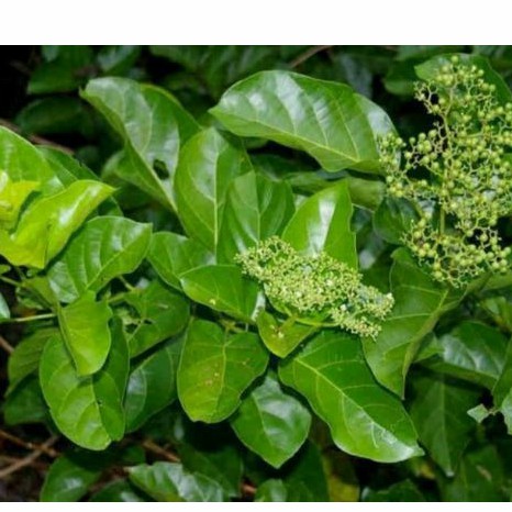 Hạt Giống Lá Cách Vọng Cách - 1 gói 20 hạt
