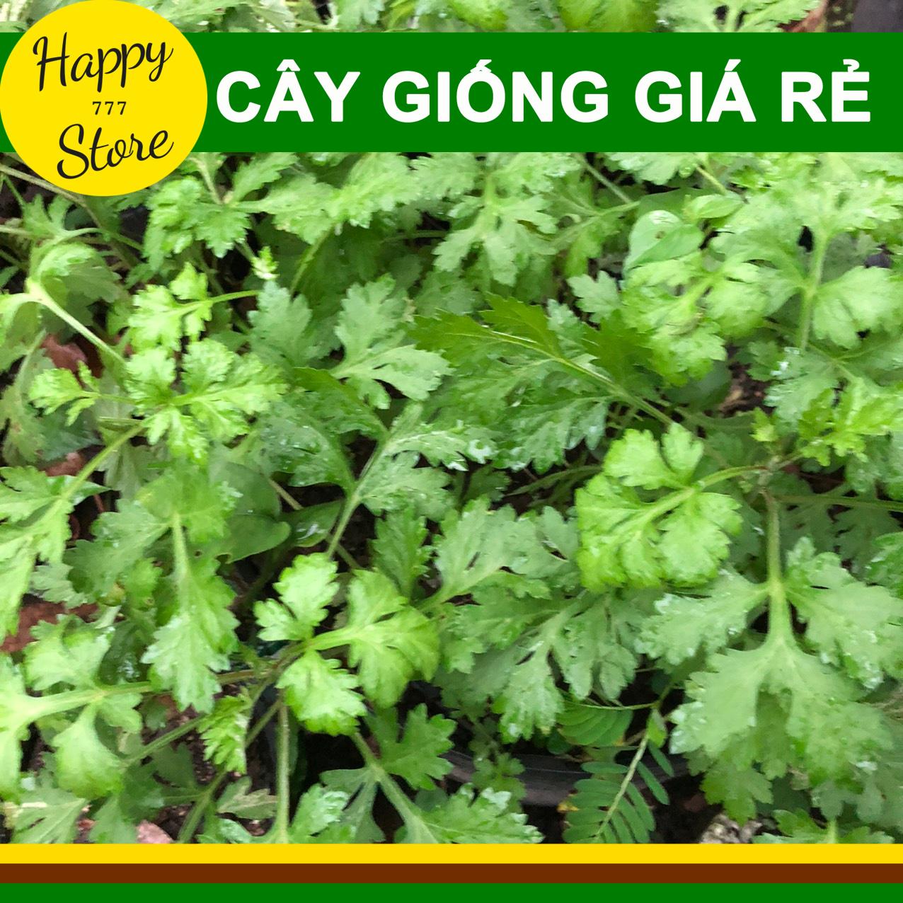 Cây Ngải Cứu (Chậu 3 Cây) HAPPY_STORE