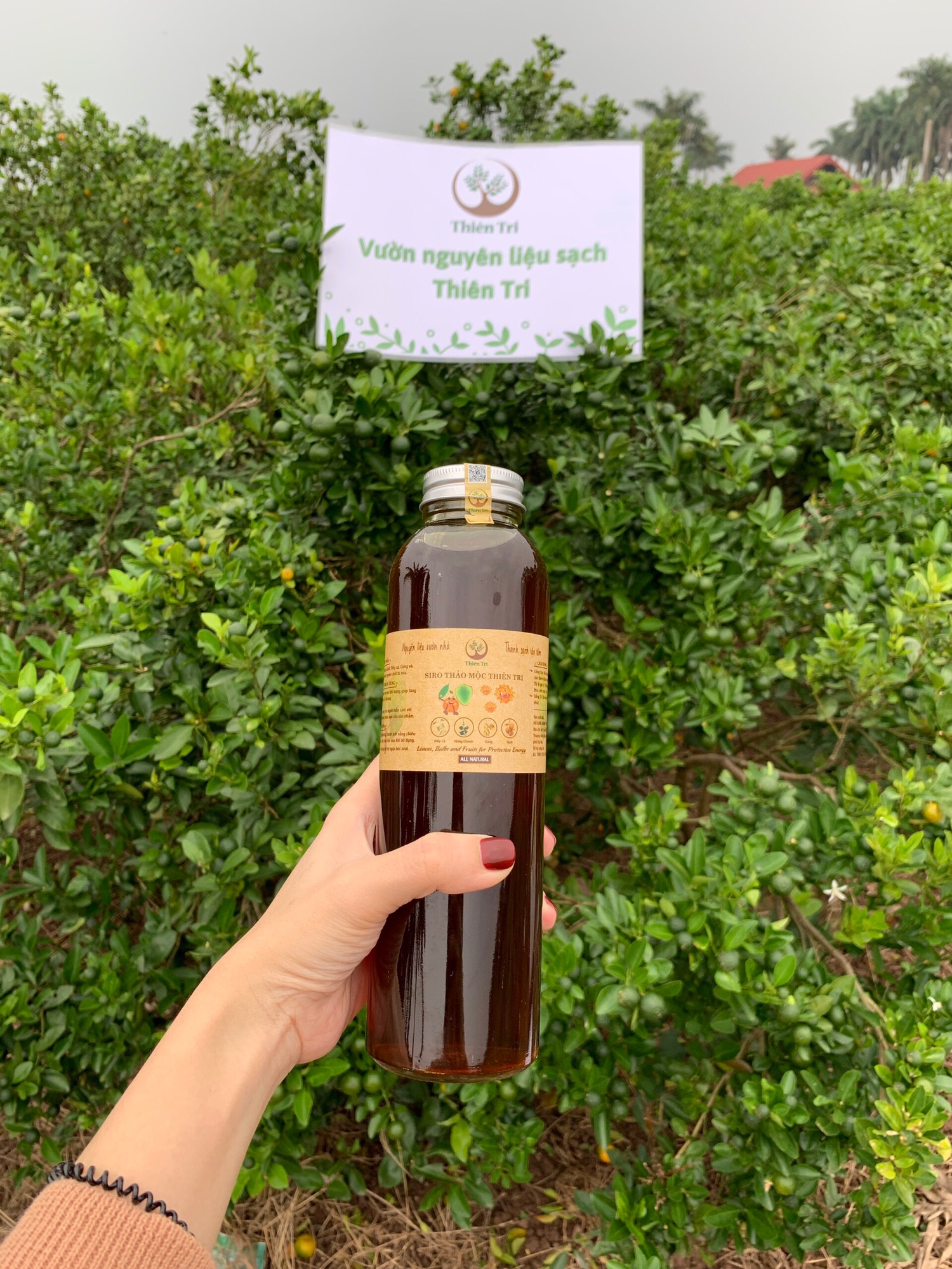 Siro ho húng chanh Thảo mộc sạch Thiên Tri 500ml