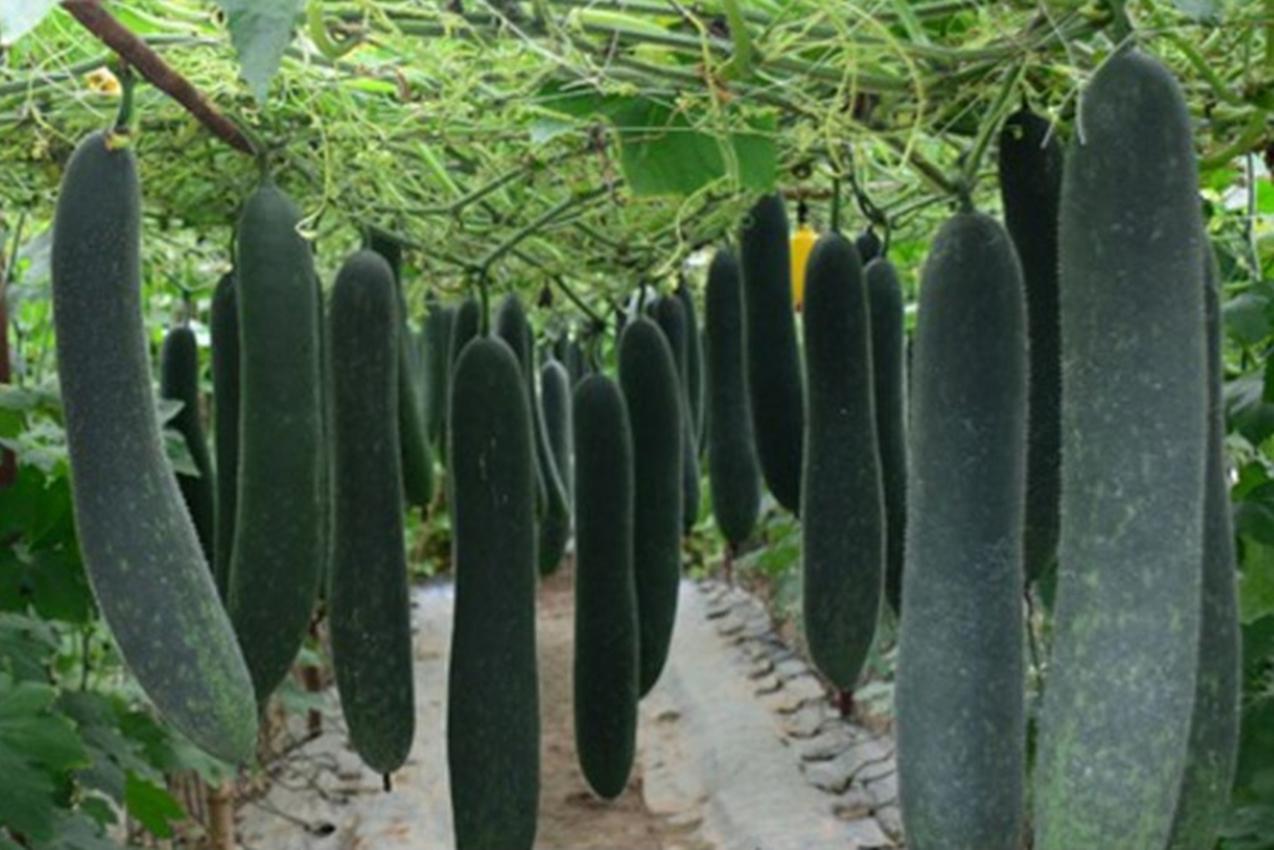 Hạt giống Bí sặt cao sản