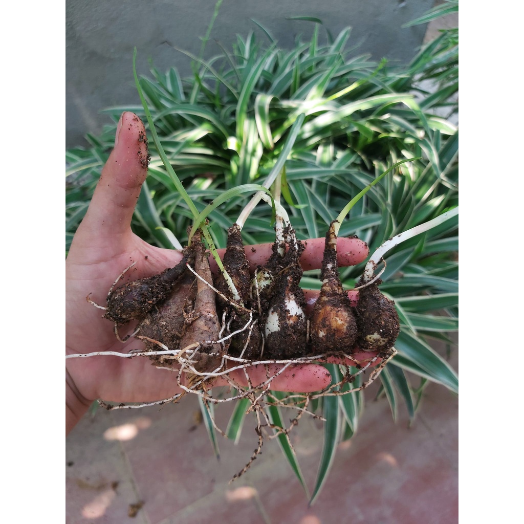 CỦ HUỆ MƯA 10 MÀU ( Mua 5 tặng 5, Mua 10 tặng 10)
