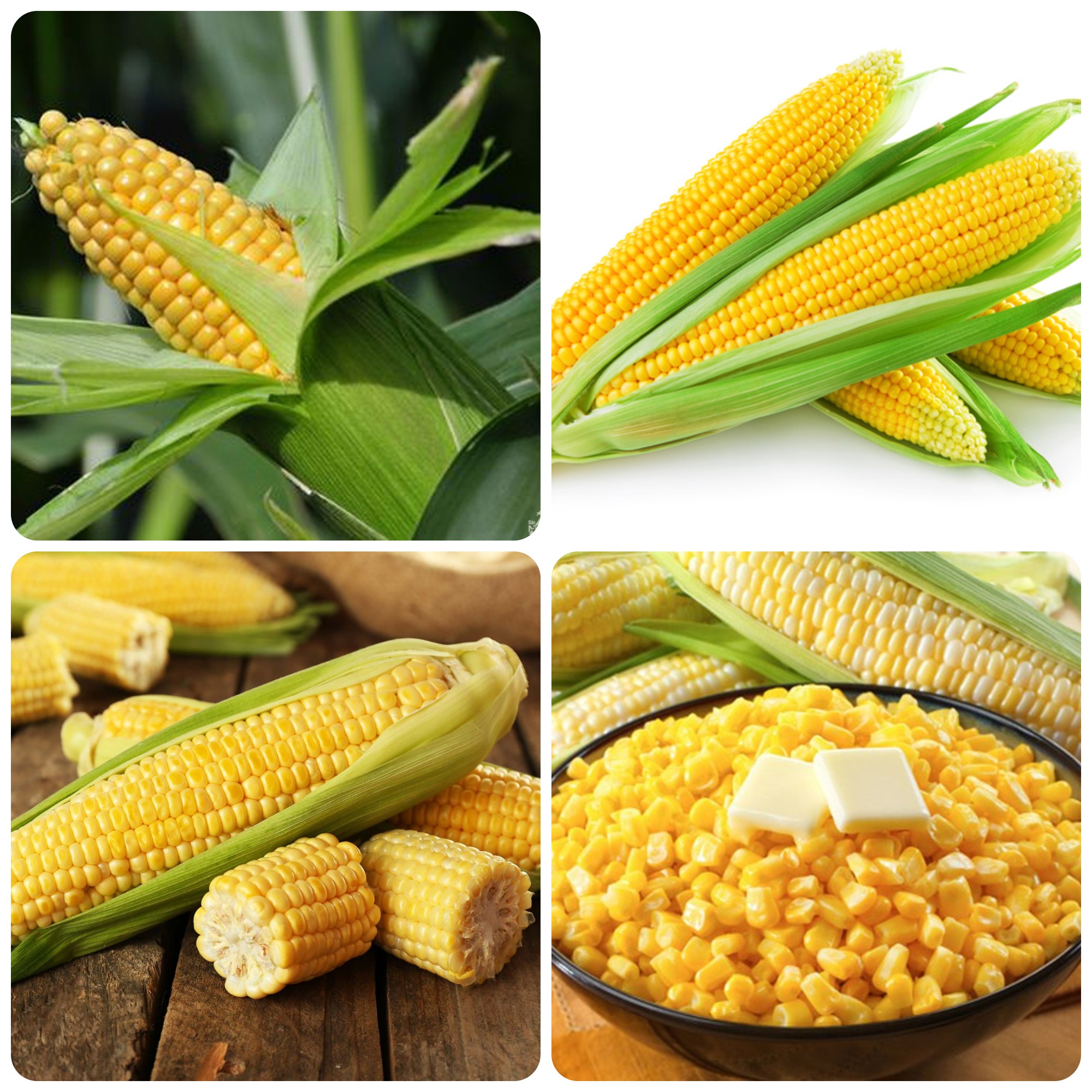 Hạt giống Bắp Mỹ / Bắp Ngọt gói 5gr