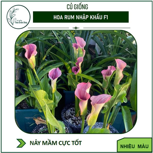 Củ Giống Hoa Rum Nhập Khẩu Các Màu
