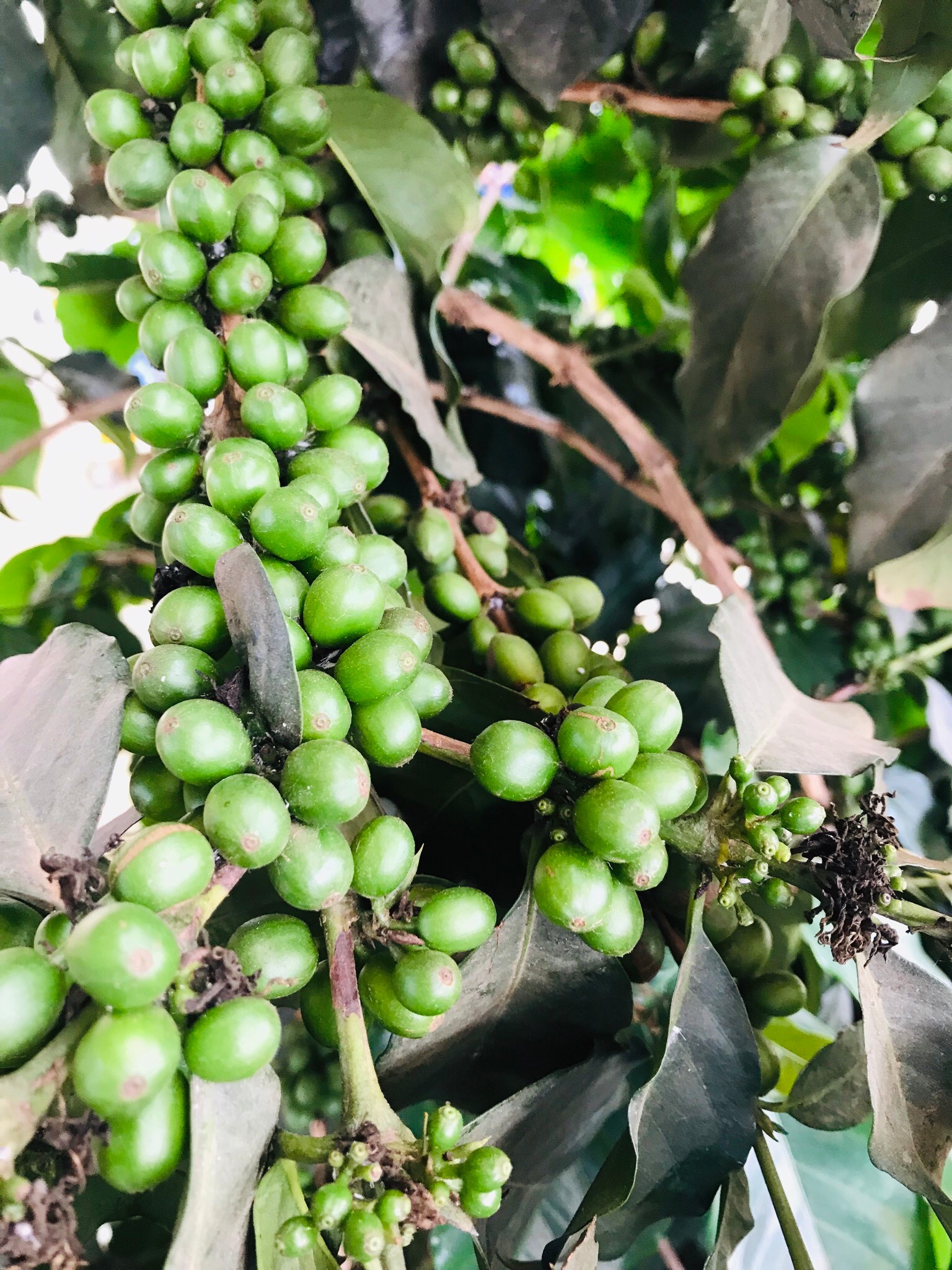 cà phê nhân sống chưa rang Robusta Đắk Lắk - Arabica Cầu Đất