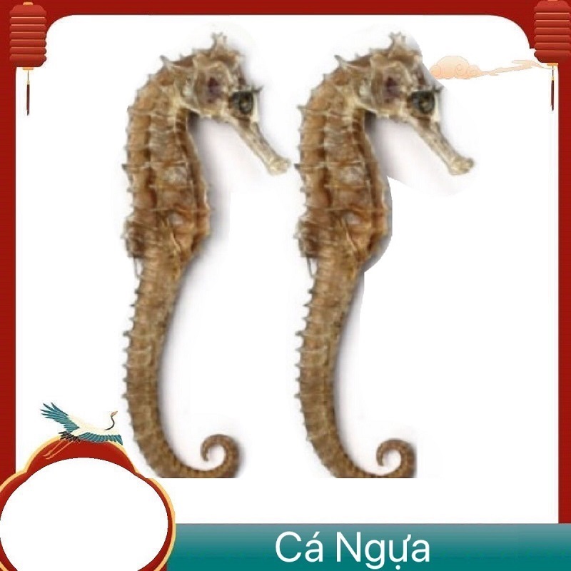 KHÔ CÁ NGỰA ( HẢI MÃ) SIZE TỨ 11cm - 12cm