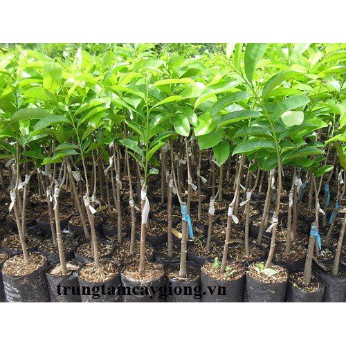 Cây giống mãng cầu xiêm thái lan