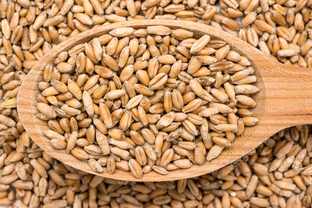 HẠT LÚA MÌ( LÚA MẠCH)